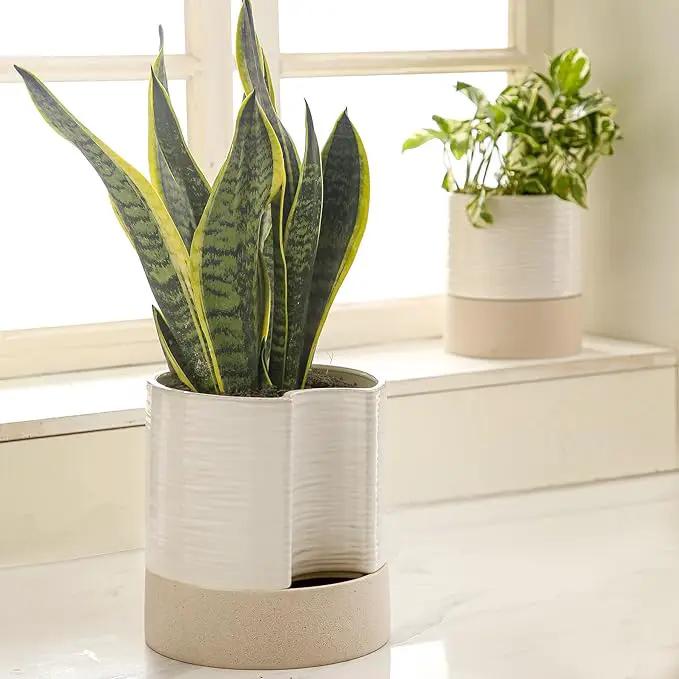Nihow Self Watering Plant Pot: 8 Inch Ceramic Planter with Drainage Hole & Water Storage Plus for Indoor & Outdoor Plants - Cylinder Round Flower Pot for Succulent/Herbs/Violets - Cream White & Brown by GreenHaven Gardens