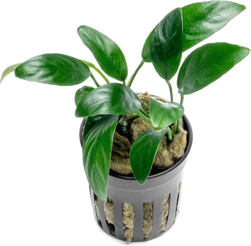 Anubias Live Aquarium Plants - Potted Freshwater Plant for Fish Tanks, Terrariums - Beginner Friendly Low Light (Congensis Mini, 1 Pot) by GreenHaven Gardens