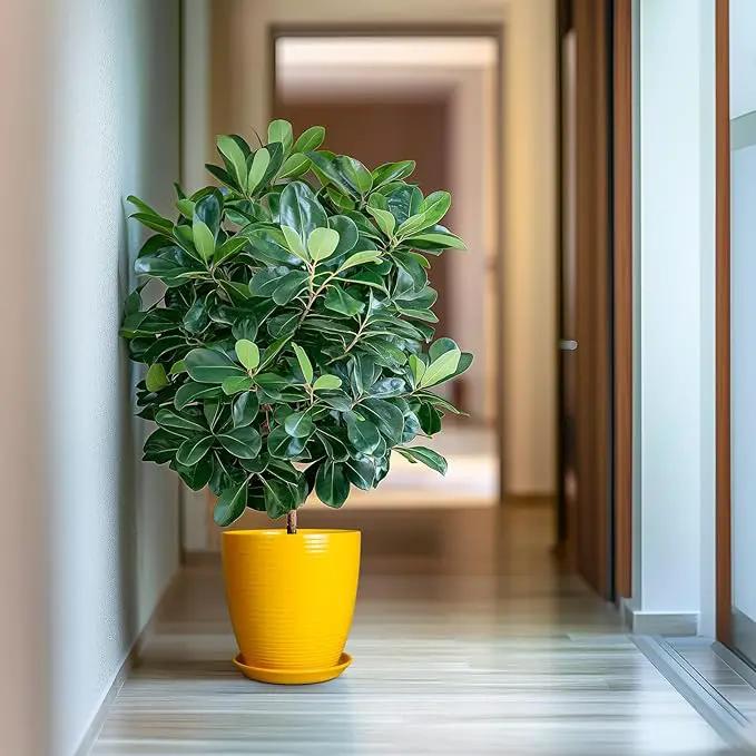 10 Inch Plant Pot - Ceramic Pot for Plants Outdoor Planter for Indoor Plants Large Plant Pot with Drainage Hole and Saucer Round Flower Pot for Home Patio Office Yellow by GreenHaven Gardens