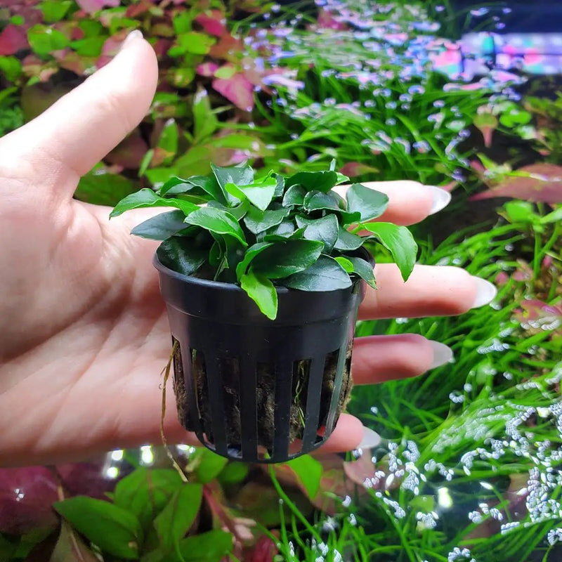 Anubias Live Aquarium Plants - Potted Freshwater Plant for Fish Tanks, Terrariums - Beginner Friendly Low Light (Nana Petite, 5 Pots) by GreenHaven Gardens