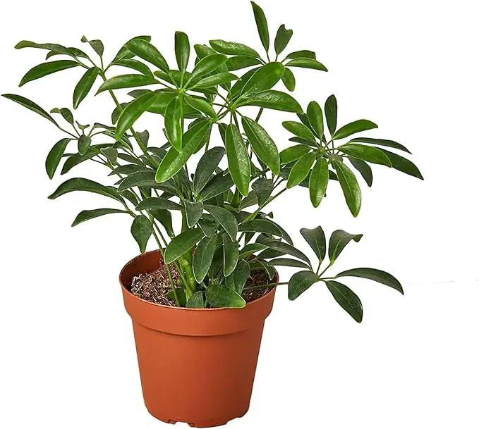 Umbrella Plant Premium Potting Mix - Trusted by Plant Enthusiasts for Exceptional Results and Happy Plants - 5 Quart by GreenHaven Gardens