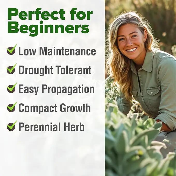 HOME GROWN 𝗨𝗦𝗔 𝗣𝗥𝗘𝗠𝗜𝗨𝗠 White Sage Seeds 323 Pack 𝗡𝗢𝗡-𝗚𝗠𝗢 Heirloom Seeds - Grow Aromatic Sage Plants for Your Herb Seeds Garden with Sage for Planting Outdoor or Indoor (Salvia apiana) by GreenHaven Gardens
