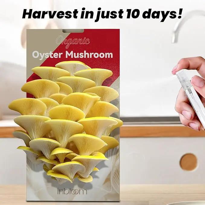 inbloom Large Organic Golden Oyster Mushroom Growing Kit (4 lbs), Double-Side Yellow Mushroom Grow Kit, MD USA Non-GMO Mushroom Kit, Harvest Mushrooms in 10 Days at Home, Indoor Gardening for Adults by GreenHaven Gardens
