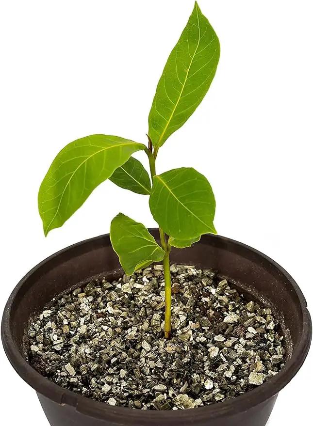 Horticultural Organic Vermiculite by GARDENERA - Medium Grade - Natural Soil Additive for Potted Plants, Orchids, Hydroponics, Terrariums (3 Quart) by GreenHaven Gardens