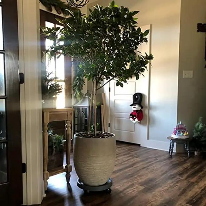 2 Pack of 11 Inch Heavy Duty Plant Caddy with Wheels,Rolling Plant Stand Pot Trolley,Wheeled Planter Saucer Tray,Potted Flower Mover Dolly with Casters Round Coaster for Indoor Outdoor by GreenHaven Gardens