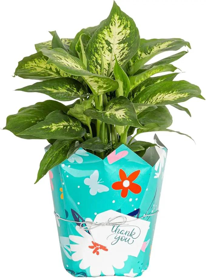 Costa Farms Dieffenbachia, Live Indoor Plant in Thank You Gift Wrap Planter, Potted Houseplant in Potting Soil Mix, Housewarming, Birthday Gift, 12-14 Inches Tall by GreenHaven Gardens