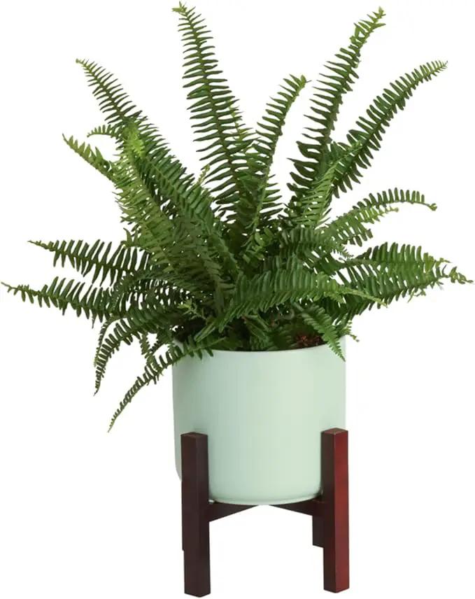 Costa Farms Kimberly Queen Fern, Live Indoor Plant, Houseplant Potted in Premium Décor Plant Pot, Potted in Potting Soil, Beautiful Room Decor, Birthday, Housewarming Gift by GreenHaven Gardens