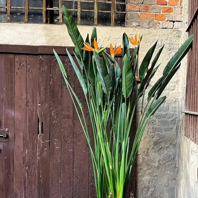 Bird of Paradise - Orange - Strelitzia Reginae. (4 Orange BoP in Cup) by GreenHaven Gardens