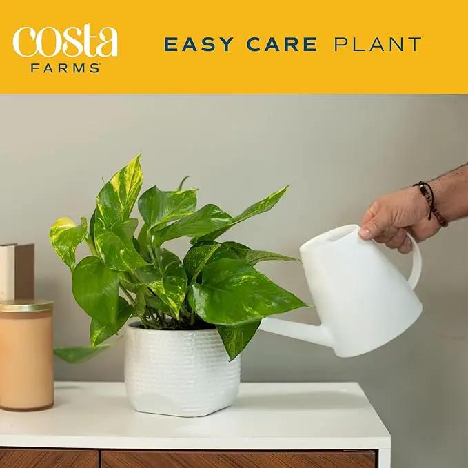 Costa Farms Live Pothos Plant (Pack of 4) - Easy Grow Vining Live Indoor Houseplant, Air Purifying Trailing Plant in Plant Pots, Housewarming Gift, Room, Home Decor, 10-12 Inches Tall by GreenHaven Gardens