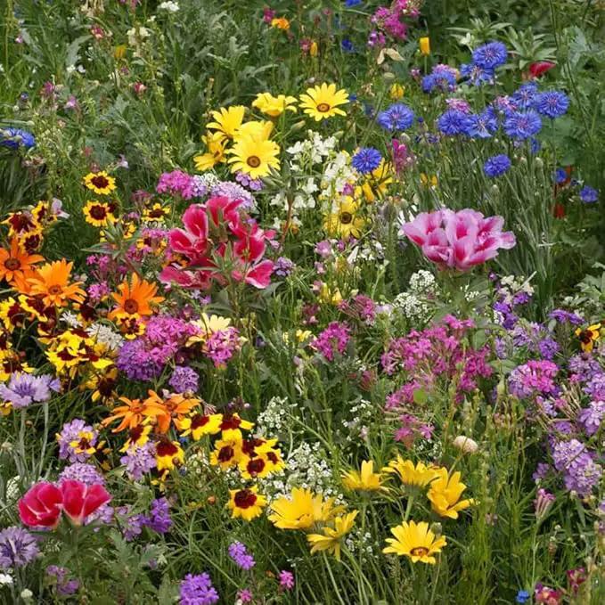Outsidepride Low Growing Wildflower Seeds - 1 lb Dwarf, & Short, Diverse Perennial & Annual Wild Flower Seed Mix with Long Bloom Season for Colorful Display That Thrives on All States by GreenHaven Gardens
