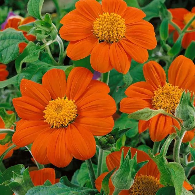 Outsidepride Goldfinger Mexican Sunflower Seeds - 1000 Pcs Annual, Easy-to-Grow, Orange Tithonia Speciosa Flower Seeds w/Drought-Tolerant Blooms for Pollinator Gardens & Vibrant Summer Landscaping by GreenHaven Gardens