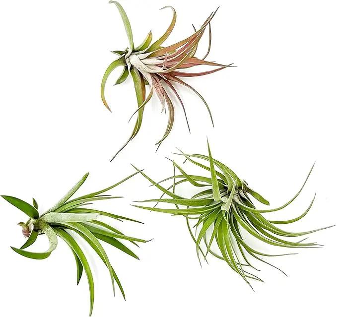 Air Plants - Tillandsia Brachycaulos Abdita, Large 4-6" - 3 ct - Live Arrival Guaranteed - House Plants for Home Decor & Gift by GreenHaven Gardens