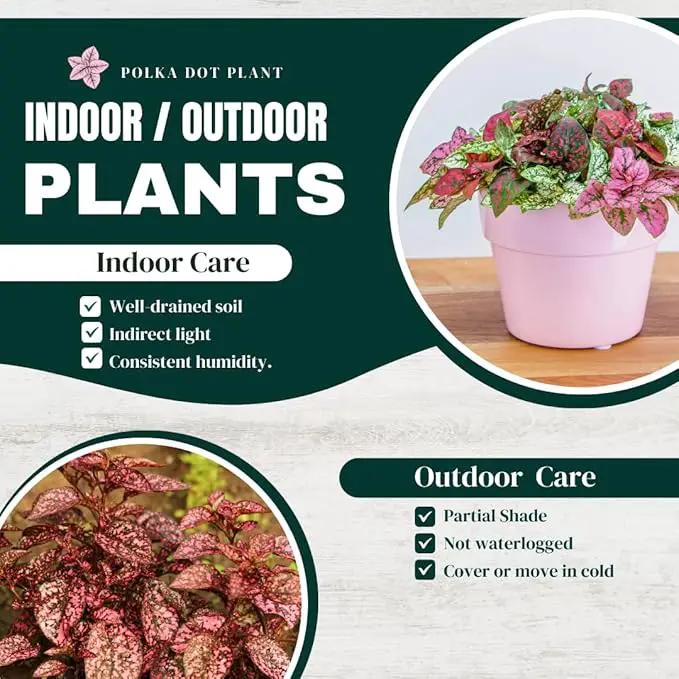 Polka Dot Plant Collection (4-Pack) - House Plants Indoors Live, Air Purifying Live Indoor House Plants, (Red, White, Rose, and Pink) Indoor Plants Live houseplants. by GreenHaven Gardens