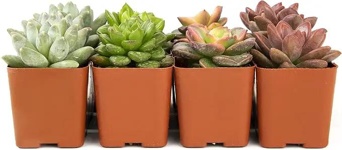 Succulents Plants Live (12PK) Potted Succulent Plants Live House Plants, Cactus Plants Live Plants Indoor Plants Live Houseplants, Indoor Plant Succulents Live Plant House Plant by Plants for Pets by GreenHaven Gardens