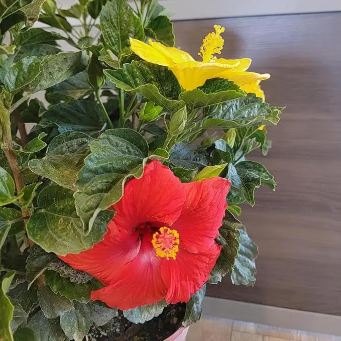 Tropical Plants of Florida Live Hibiscus Bush – Mystery Multi-Color Flowering Shrub in 3 Gallon Pot, 24 to 28” Tall – 2 to 3 Mixed Bloom Colors, Outdoor Tropical Garden Plant by GreenHaven Gardens