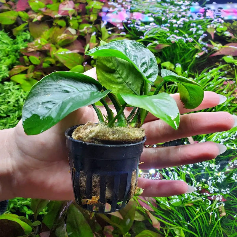 Anubias Live Aquarium Plants - Potted Freshwater Plant for Fish Tanks, Terrariums - Beginner Friendly Low Light (Barteri Butterfly, 1 Pot) by GreenHaven Gardens