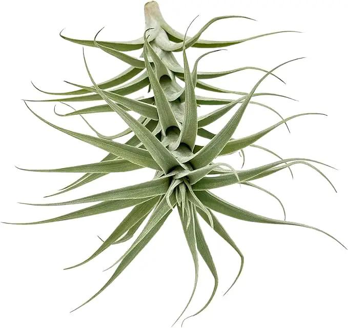 Live Air Plants - Tillandsia Albida 7-12" - 5ct – ragnaroc Live Indoor Plant - Live Arrival Guaranteed - House Plants for Home Decor & Gift by GreenHaven Gardens
