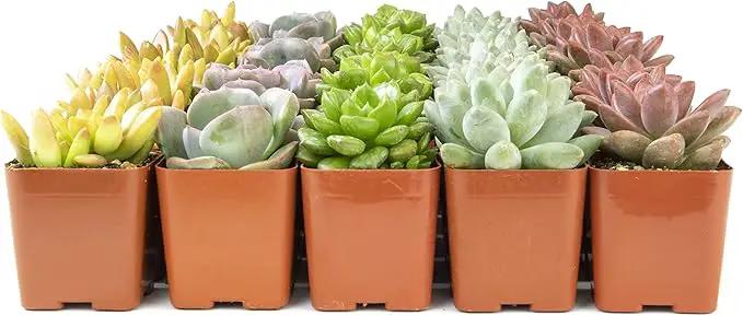 Live Succulents Plants Live Bulk Plant Tray (50 Pack), Bulk Succulents Live Indoor Plants Live Houseplants, Live Plants in Cactus and Succulent Soil Mix, Live Plant Kit Plant Gifts by Plants for Pets by GreenHaven Gardens