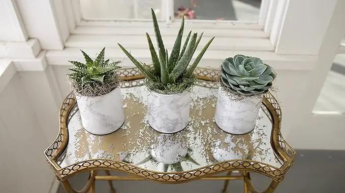 Espoma Organic Cactus Potting Soil Mix, Natural & Organic Soil for Cactus, Succulent, Palm, and Citrus Grown in containers Both Indoors and Outdoors, 8 qt, Pack of 2 by GreenHaven Gardens