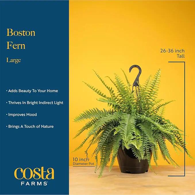 Costa Farms Boston Fern Live Plant, Outdoors or Indoor Houseplant in Hanging Basket Planter, Ferns Soil Mix, Real Plants Gift, Housewarming, Patio, Balcony, Front Porch Decor, 1-2 Feet Tall and Wide by GreenHaven Gardens