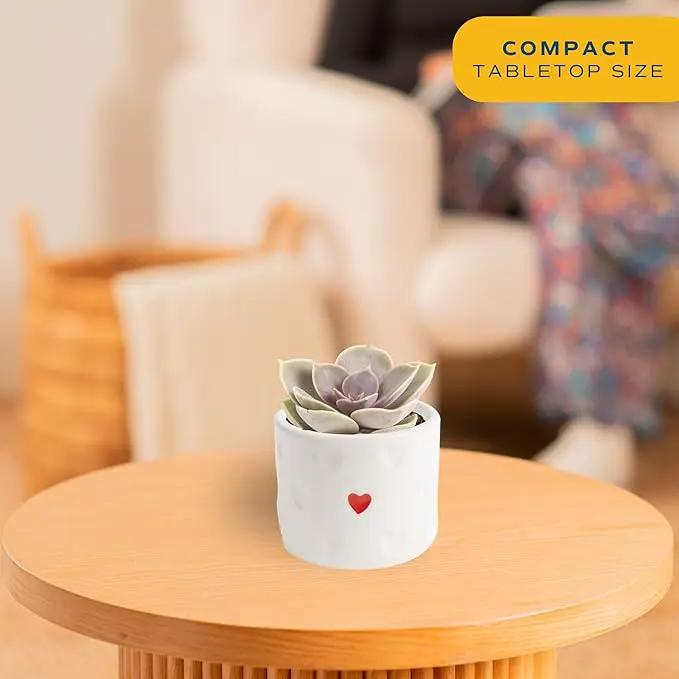 Costa Farms Succulent Plants (Pack of 3), Live Indoor Plant Mini Succulent in Cute Decor Plant Pot, Potting Soil Mix, Grower's Choice, Valentine's Day Gift, Valentine Decor, Room Decor, 2-Inches Tall by GreenHaven Gardens