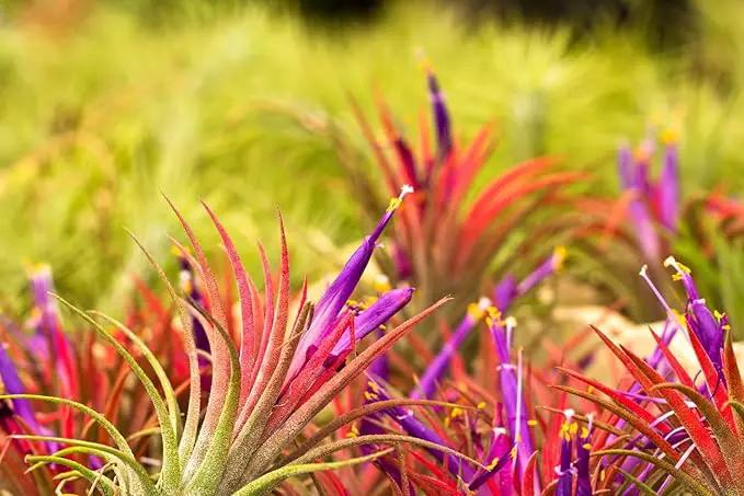 Air Plants Live, 10 Red Tillandsia Air Plants Live Houseplants for Growing Indoors Outdoors, 2 to 3 Inches Tall, Tillandsia Plants Live, Live Air Plants by GreenHaven Gardens