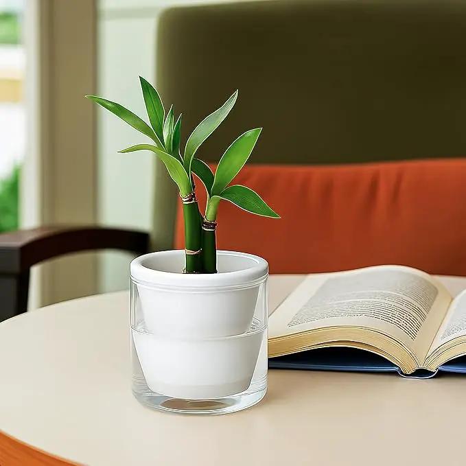 D'vine Dev 4 Inch Design Self Watering Planter for Indoor Plants, White Terracotta Pots with Cylinder Glass Cup, Set of 3, 37-Z-A-2-T by GreenHaven Gardens