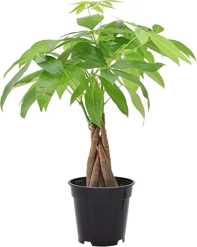 Money Tree Live Indoor Plant in 4 in. Plastic Grower Pot *Sold by Amazon and Arcadia Garden Products* by GreenHaven Gardens