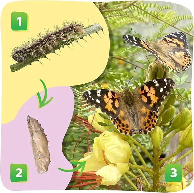 Insect Lore Butterfly Garden with 5 Live Baby Caterpillars - STEM Activity Journal, Habitat, Chrys-A-Lid Holder and Feeder Included | Raise and Release Painted Lady Butterflies by GreenHaven Gardens