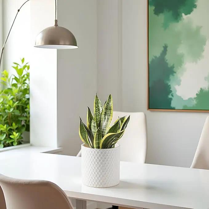 Docrin Ceramic Planters Indoor, 8 Inch Plant Pot with Drainage Holes for Home/Office - White Honeycomb by GreenHaven Gardens
