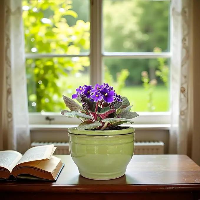 African Violet Pots Self Watering Round Ceramic Violet Pot (Green, 6 inch) by GreenHaven Gardens