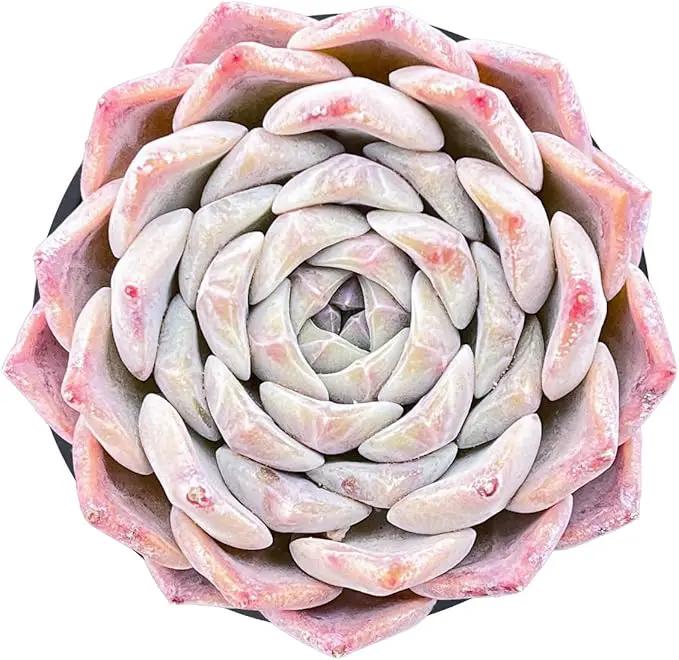 Live Succulent Echeveria 'White Bottle', Approx 2-inch Large, Potted Succulents, Fully Rooted, Easy Care House Plants by GreenHaven Gardens