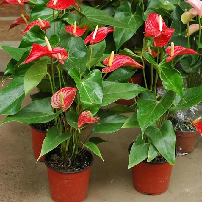 Organic Anthurium Soil Blend - Promote Strong Root Development and Beautiful Flowers - 20 QUARTS by GreenHaven Gardens