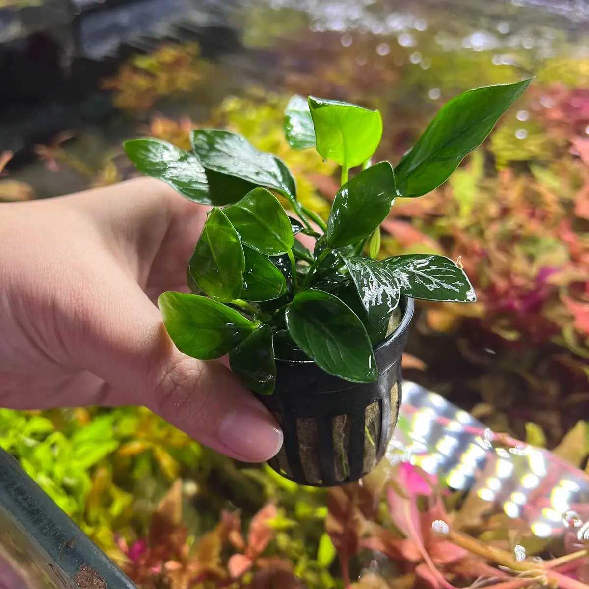 Anubias Live Aquarium Plants - Potted Freshwater Plant for Fish Tanks, Terrariums - Beginner Friendly Low Light (Spear Leaf, 5 Pots) by GreenHaven Gardens