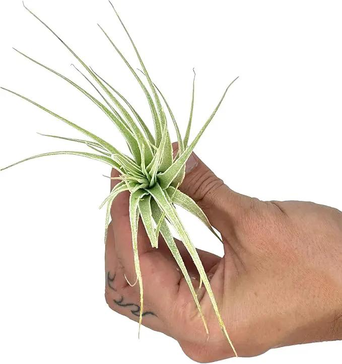 Live Air Plant - Tillandsia Gardneri 5-7” - 3ct - ragnaroc Rare Collectors Indoor Tropical Plant - Live Arrival Guaranteed - House Plants for Home Decor & Gift by GreenHaven Gardens