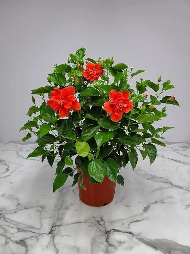 Hibiscus Plant Live - Double Red Hibiscus Bush - Flowering Plants - Red - Overall Height 26" to 28" - Tropical Plants of Florida (Plant Only) by GreenHaven Gardens
