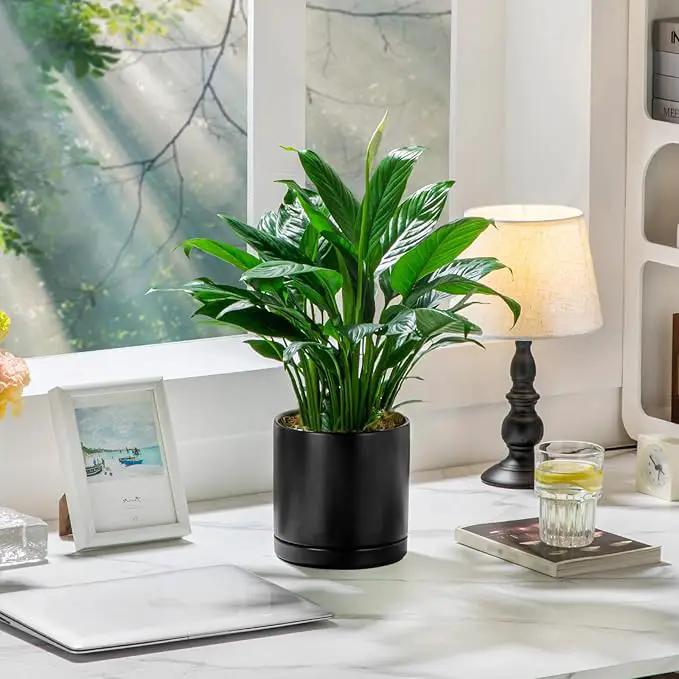 vancasso Ceramic Plant Pots, 3 Piece Planters for Indoor Plants, 4.25+5.25+6.25 Inch Flower Pots with Drainage, Plant Pots Indoor for Succulent, Pothos, Snake Plant and Money Tree, Etc (Black) by GreenHaven Gardens