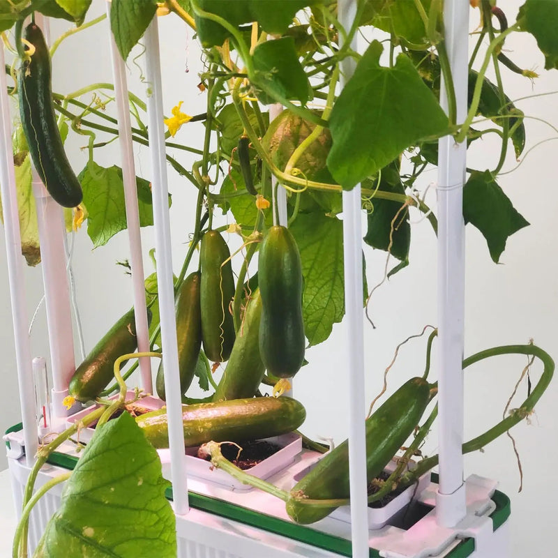 Large Hydroponics Growing System kit with Trellis,Smart Indoor Hydroponic Gardening System with LED Grow Light, Indoor Hydroponic Grow Kit for Tomato,Pepper,Cucumbers(7L,Pump) by GreenHaven Gardens