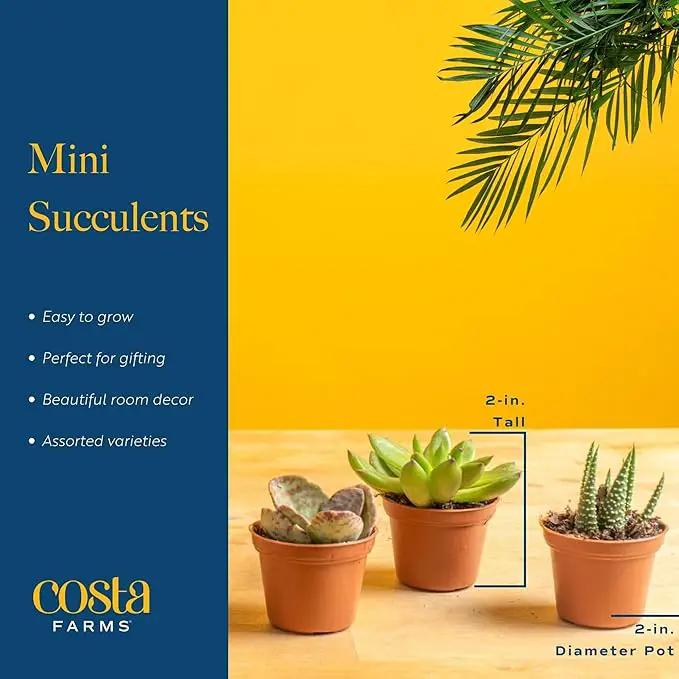 Costa Farms Succulents (100 Pack), Live Mini Succulent Plants, Grower's Choice Live Houseplants, Potted in Nursery Plant Pots, Potting Soil, Gift for Bulk Baby Shower, Bridal Shower, DIY Room Decor by GreenHaven Gardens