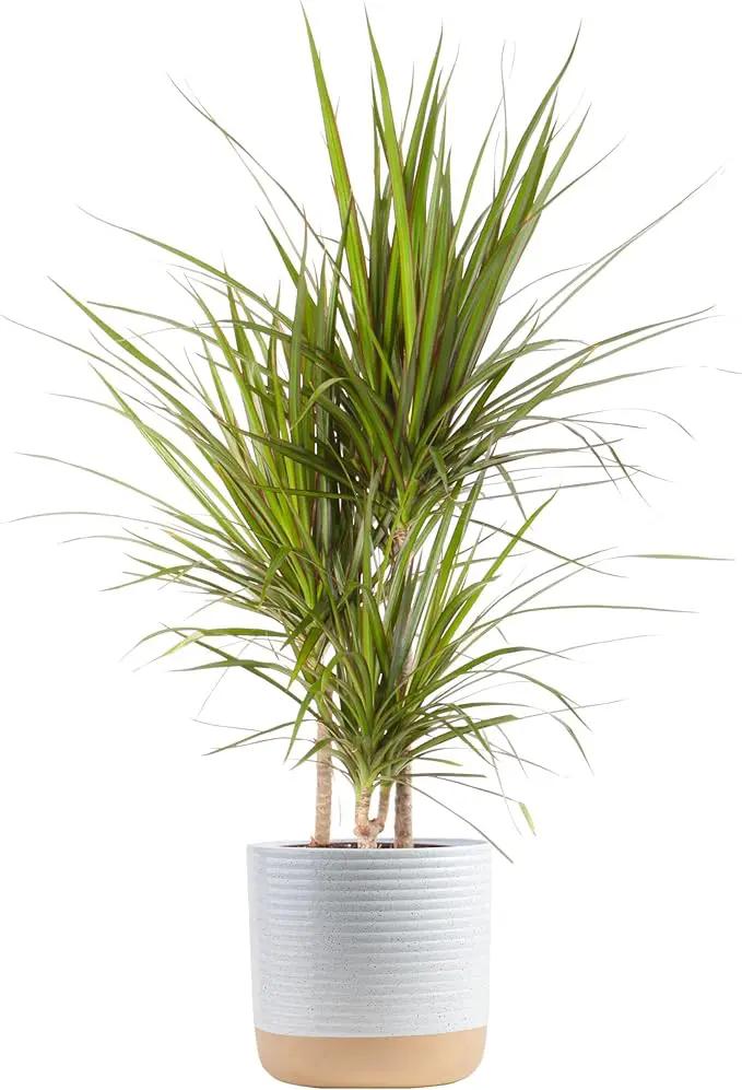 Costa Farms Dracaena Marginata Magenta Madagascar Dragon Tree, Live Indoor Plant, Easy to Grow Houseplant Potted in Decor Planter Pot, Living Room Home and Office Decor, 3-4 Feet Tall by GreenHaven Gardens