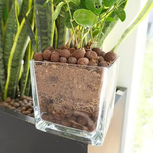 Leca Expanded Clay Pebbles 5LBS Grow Media for Indoor Plants Hydroponic Growing Gardening System Supplies … by GreenHaven Gardens