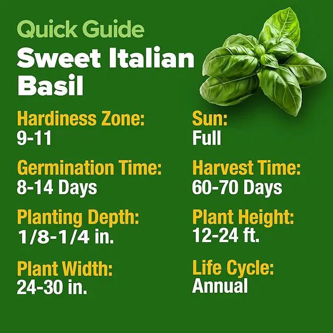HOME GROWN 𝗨𝗦𝗔 𝗣𝗥𝗘𝗠𝗜𝗨𝗠 Italian Basil Seeds Bulk Pack 1,424 Sweet Large Leaf Basil Seeds for Planting 𝗡𝗢𝗡-𝗚𝗠𝗢 and Heirloom Herb Seeds for Planting Indoors or Outdoors (Ocimum basilicum) by GreenHaven Gardens