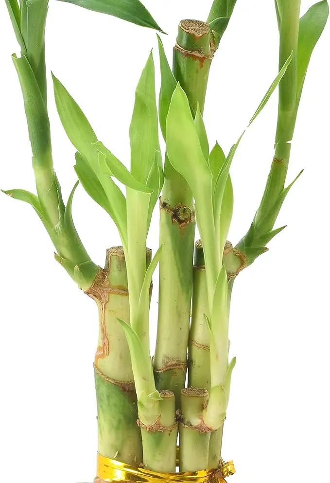 5-Stem Lucky Bamboo, Live Indoor Plant in Aged Wood Planter for Home, Work, or Gift, Light ***Cannot Ship to Hawaii** by GreenHaven Gardens