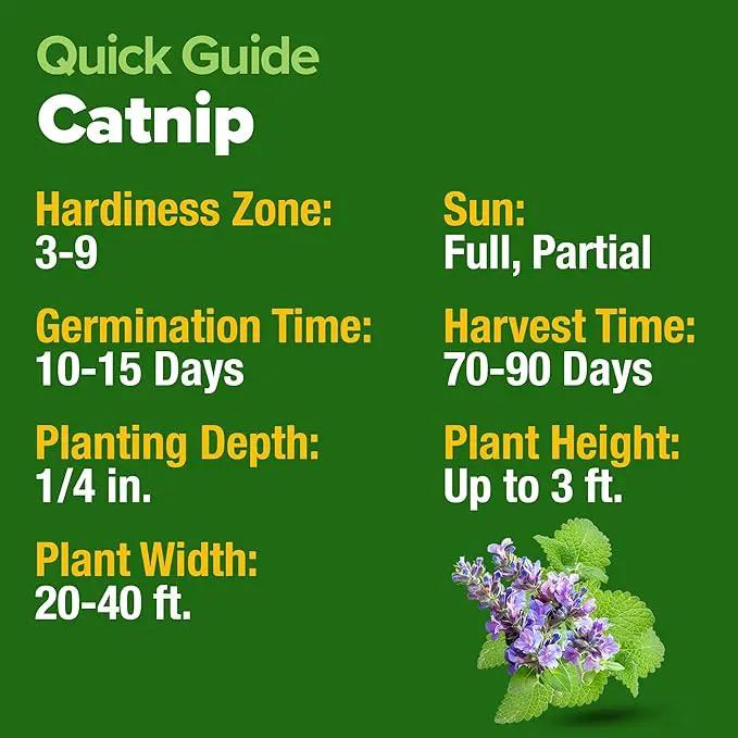 HOME GROWN Catnip Seeds (2 Pack) 𝗡𝗢𝗡-𝗚𝗠𝗢, 𝗨𝗦𝗔-𝗦𝗢𝗨𝗥𝗖𝗘𝗗 Heirloom Herb 4232 Seeds - Indoor or Outdoor Seed - High-Germination Cat Nip - Cat Safe Plants (Nepeta cataria) by GreenHaven Gardens