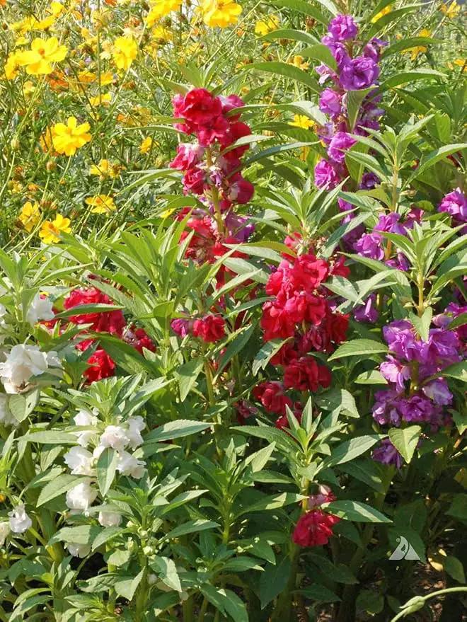 Premium Balsam Camellia Potting Soil Mix - Perfect Balance of Nutrients, Drainage, and Aeration for Thriving Blooms - 3 Quart by GreenHaven Gardens