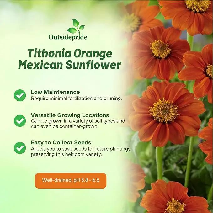 Outsidepride Goldfinger Mexican Sunflower Seeds - 500 Pcs Annual, Easy-to-Grow, Orange Tithonia Speciosa Flower Seeds w/Drought-Tolerant Blooms for Pollinator Gardens & Vibrant Summer Landscaping by GreenHaven Gardens