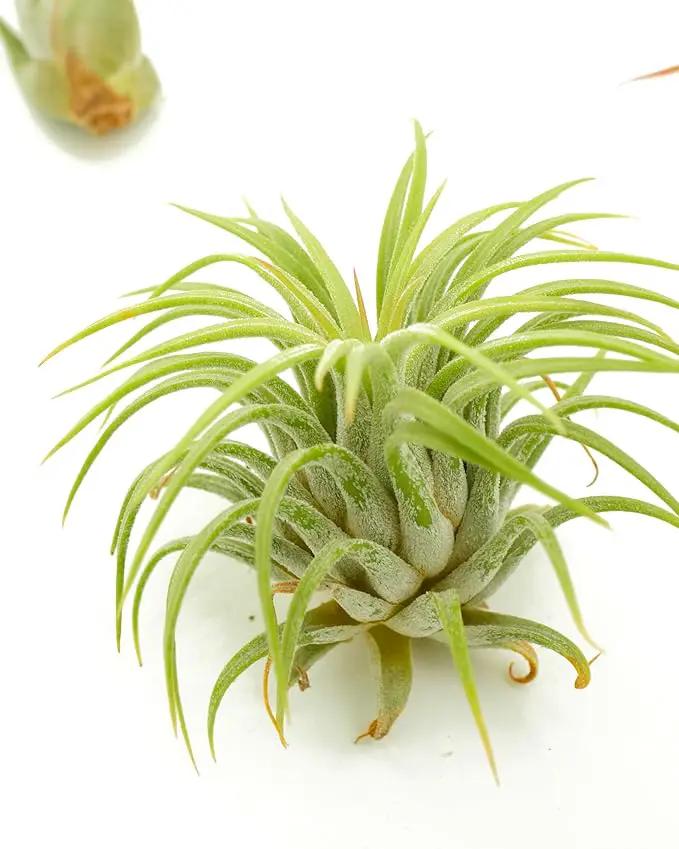 Shop Succulents | Assorted Collection of Live Air Plants, Hand Selected Variety Pack of Air Succulents | Collection of 8 by GreenHaven Gardens