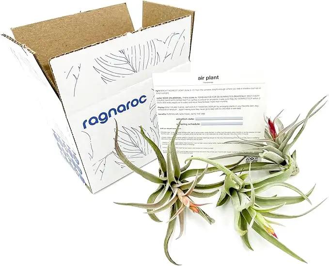 Air Plants - Flowering Tillandsia Harrisii, Large 3-5" - 3ct - Live Arrival Guaranteed - House Plants for Home Decor & Gift by GreenHaven Gardens
