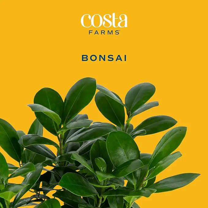 Costa Farms Mini Bonsai Tree, 1-Year Old Grower's Choice Live Indoor Plant, Easy to Grow Houseplant in Indoor Plant Pot, Potting Soil, Room and Home Decor, Birthday, Housewarming Gift, 10-Inches Tall by GreenHaven Gardens