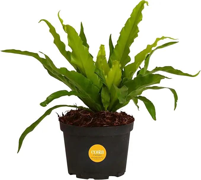 Costa Farms Bird's Nest Fern Live Indoor House Plant 15-Inches Tall, Grower's Pot by GreenHaven Gardens